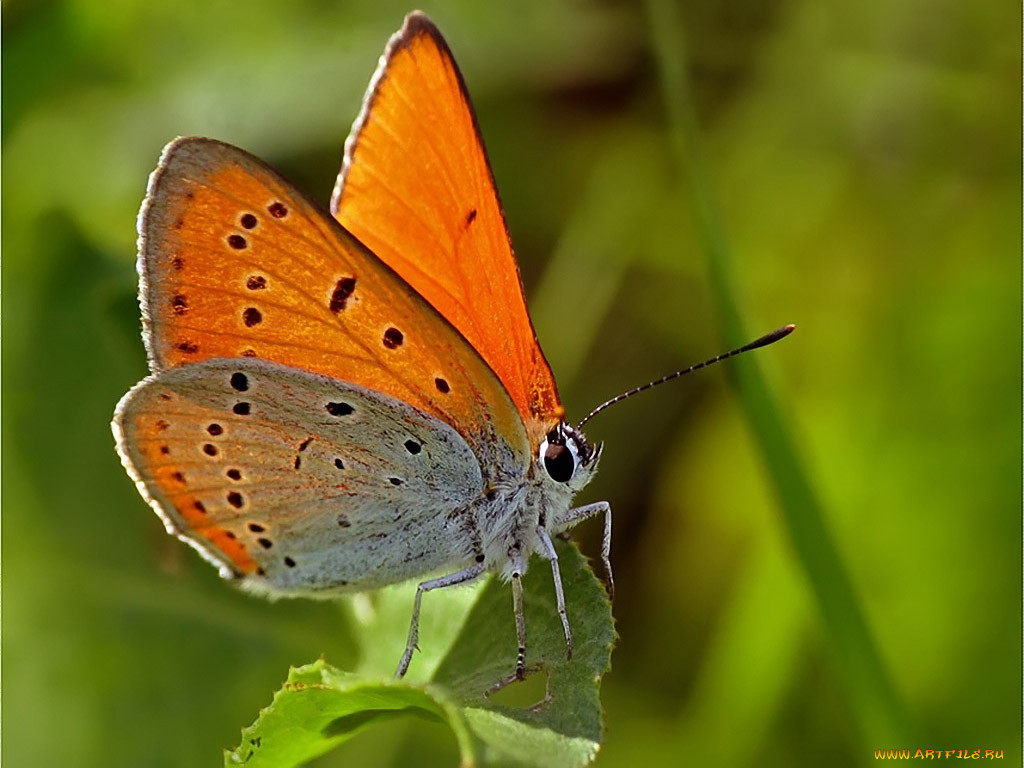 urman, lycaena, dispar, , 